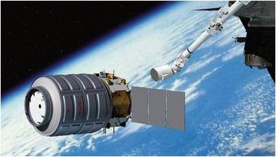 cygnus cygnus
