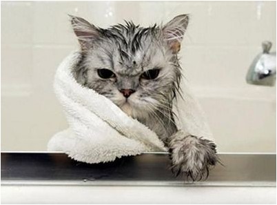 кошка кошка